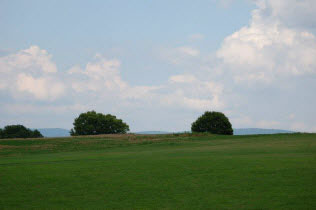 Green Fields